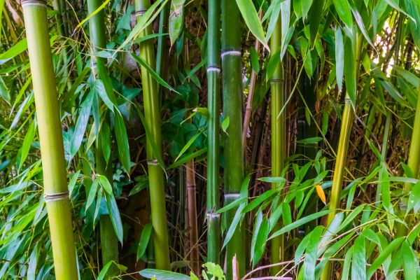 Bamboo Trimming in Chico