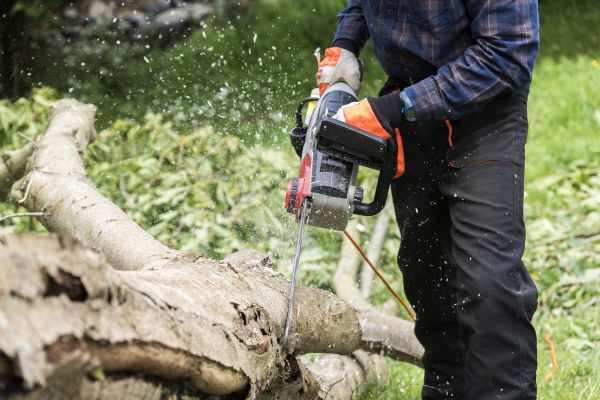 Branch Removal Service in Chico
