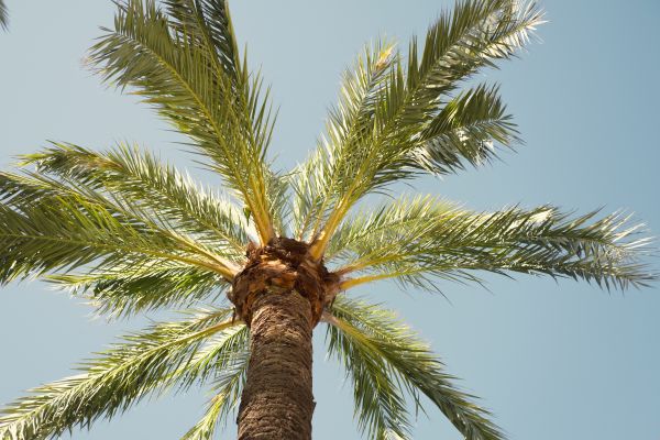 Palm Tree Pruning in Chico