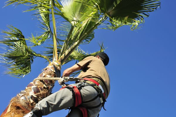 Palm Tree Trimming in Chico