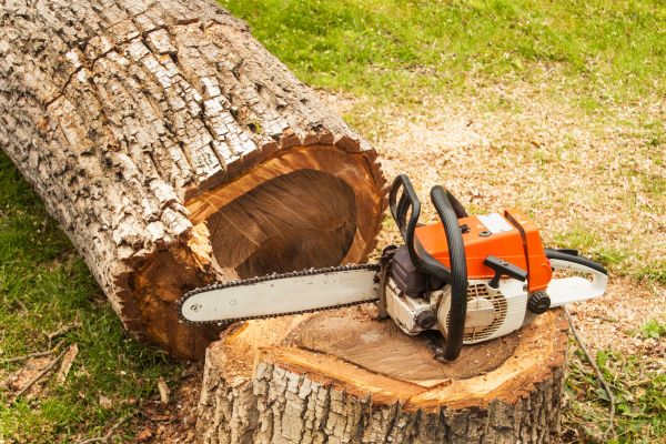 Tree Cutting Service in Chico