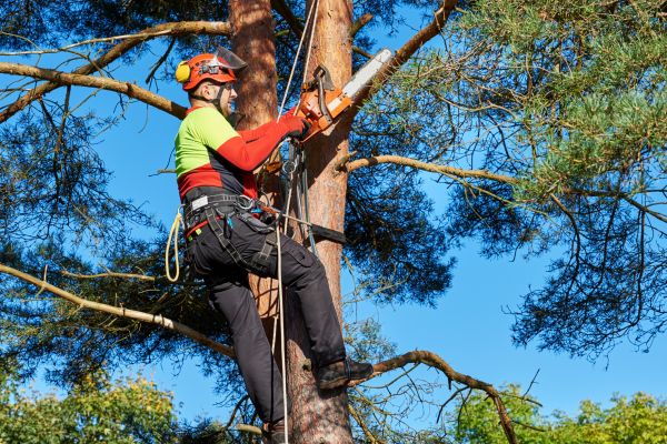 Tree Service in Chico