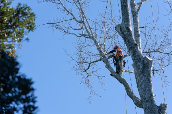 Tree Topping Service in Chico