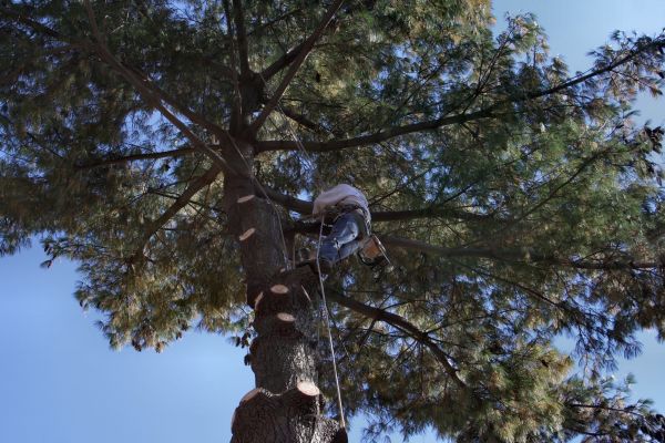 Cost of Trimming Service in Chico