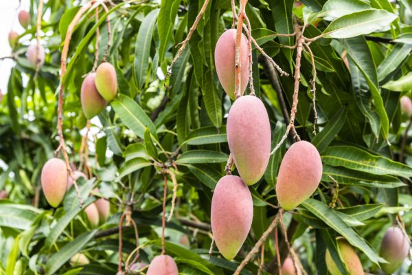 Mango Tree Trimming in Chico