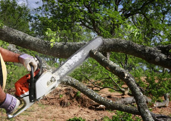 Tree Branch Cutting in Chico
