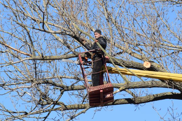 Emergency Tree Trimming in Chico