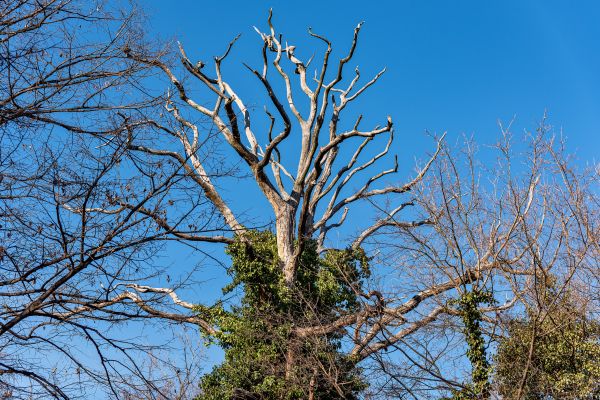 Deadwood Removal in Chico