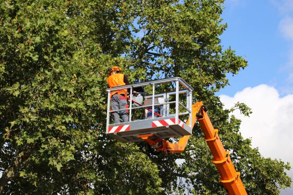 Commercial Tree Service in Chico