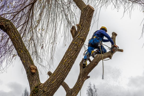 Tree Maintenance Service in Chico