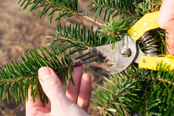 Pine Tree Pruning in Chico