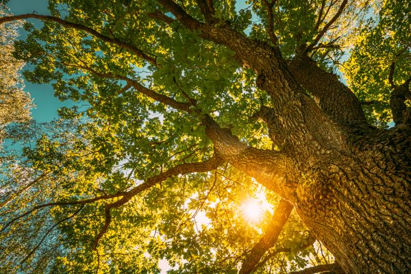 Oak Tree Pruning in Chico