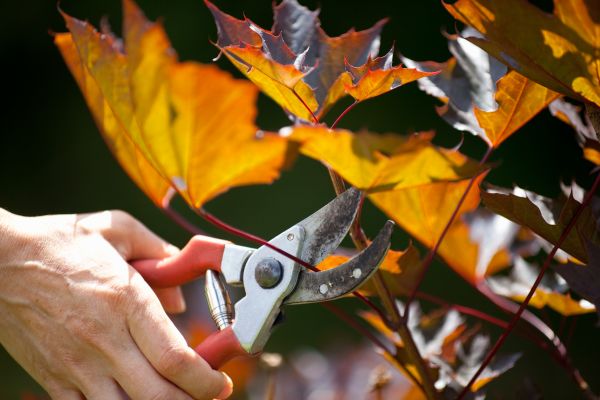 Maple Tree Pruning in Chico