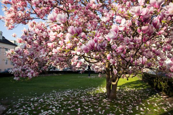Magnolia Tree Pruning in Chico
