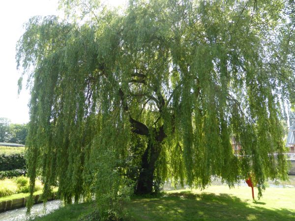 Willow Tree Trimming in Chico