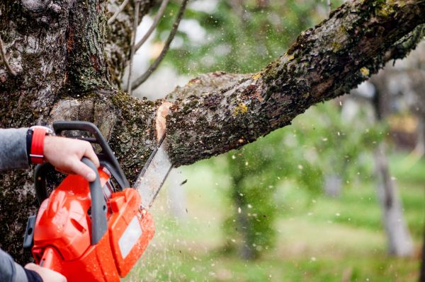Tree Limbs Removal in Chico