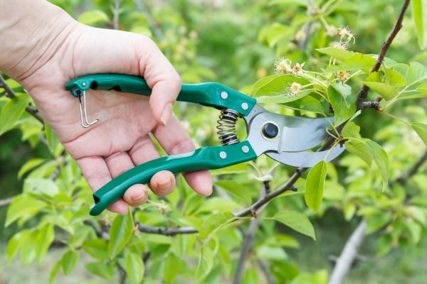 Pear Tree Pruning in Chico