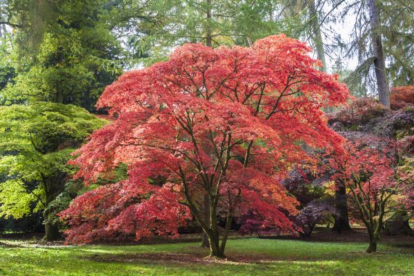 Japanese Maple Pruning in Chico