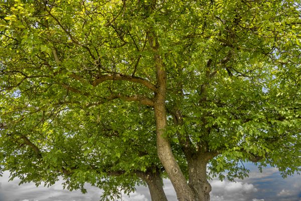 Walnut Tree Trimming in Chico