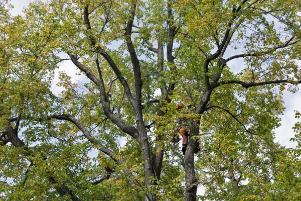 Cost of Tree Crown Shaping in Chico