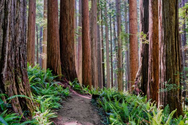 Redwood Tree Trimming in Chico