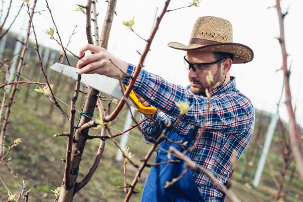 Cost of Orchard Tree Pruning in Chico