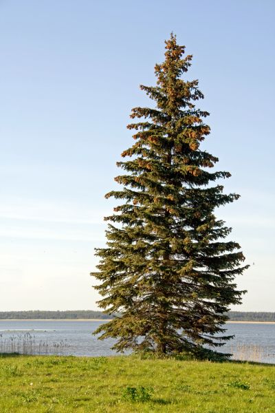 Spruce Tree Pruning in Chico