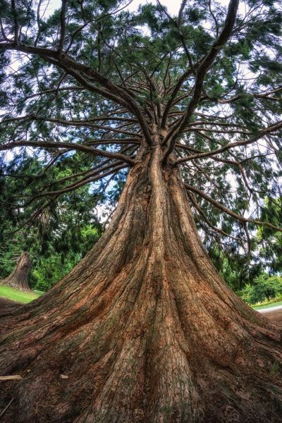 Cedar Tree Pruning in Chico