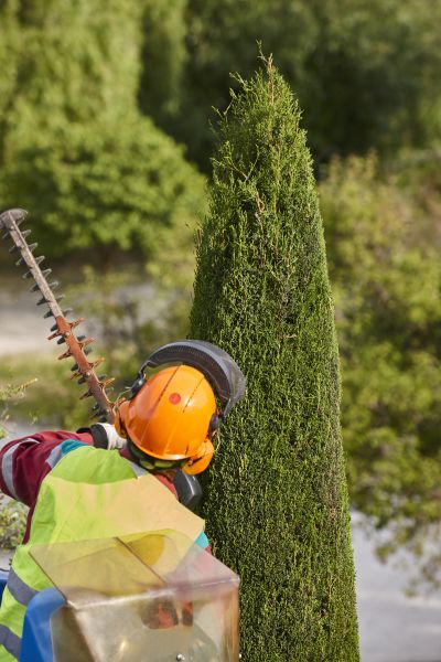 Cypress Tree Trimming in Chico
