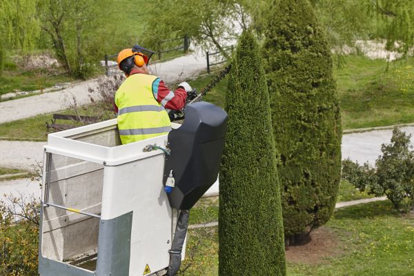 Cypress Tree Pruning in Chico
