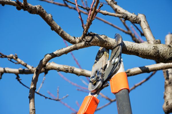Peach Tree Trimming in Chico