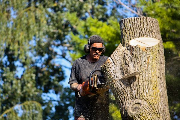 Ash Tree Pruning in Chico