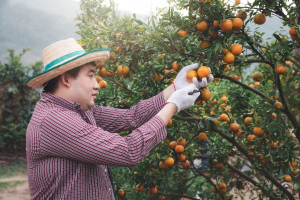 Orange Tree Pruning in Chico