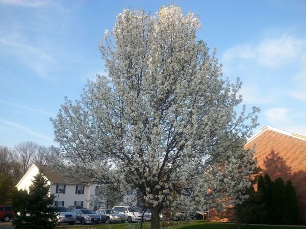 Bradford Pear Tree Pruning in Chico