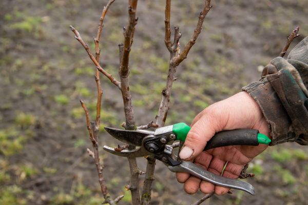 Pear Trees Pruning in Chico