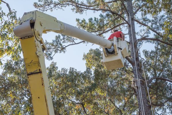 Limbs Trimming in Chico