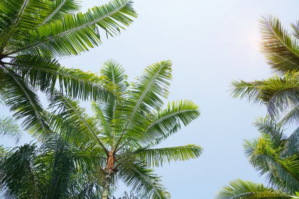Queen Palm Tree Trimming in Chico