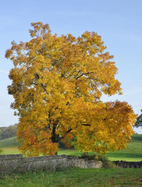 Cost of Hickory Tree Trimming in Chico