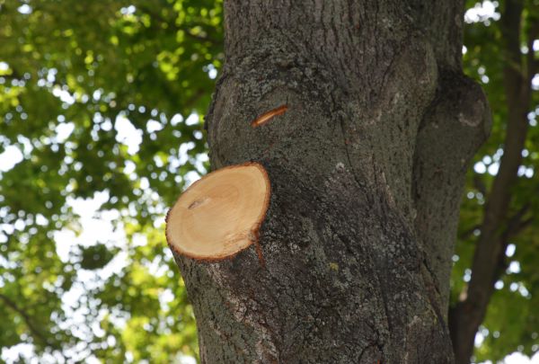Limb Cutting in Chico