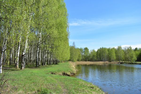 River Birch Pruning in Chico