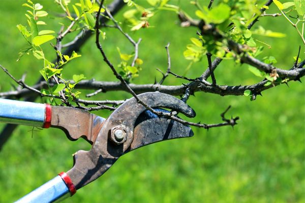 Cost of Branches Pruning in Chico
