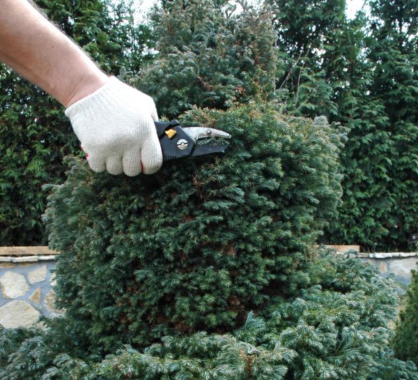Ornamental Tree Trimming in Chico