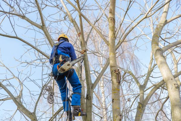 Large Tree Trimming in Chico