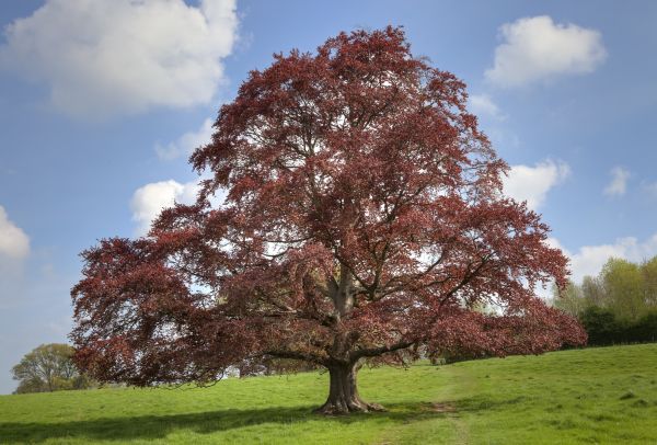 Beech Tree Pruning in Chico