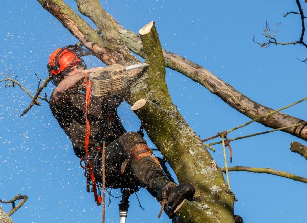 Tree Trimming Service in Chico