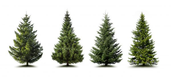 Cost of Pine Tree Trimming in Chico