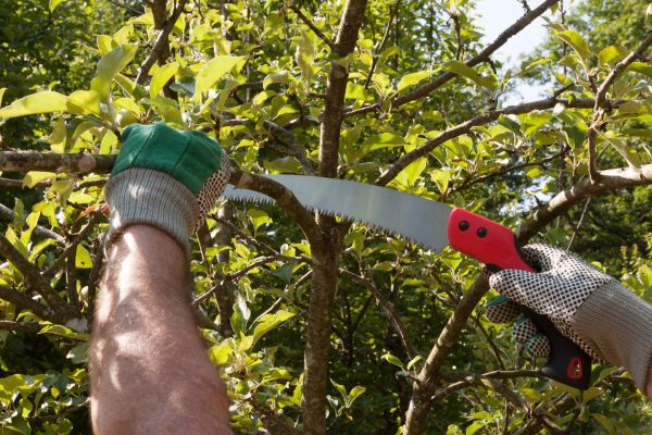 Apple Tree Trimming in Chico